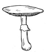 Simple illustration of a mushroom.