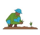 Farmworker planting a seedling.