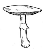Simple illustration of a mushroom.