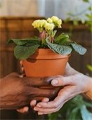 Two people exchange a potted flowering plant.