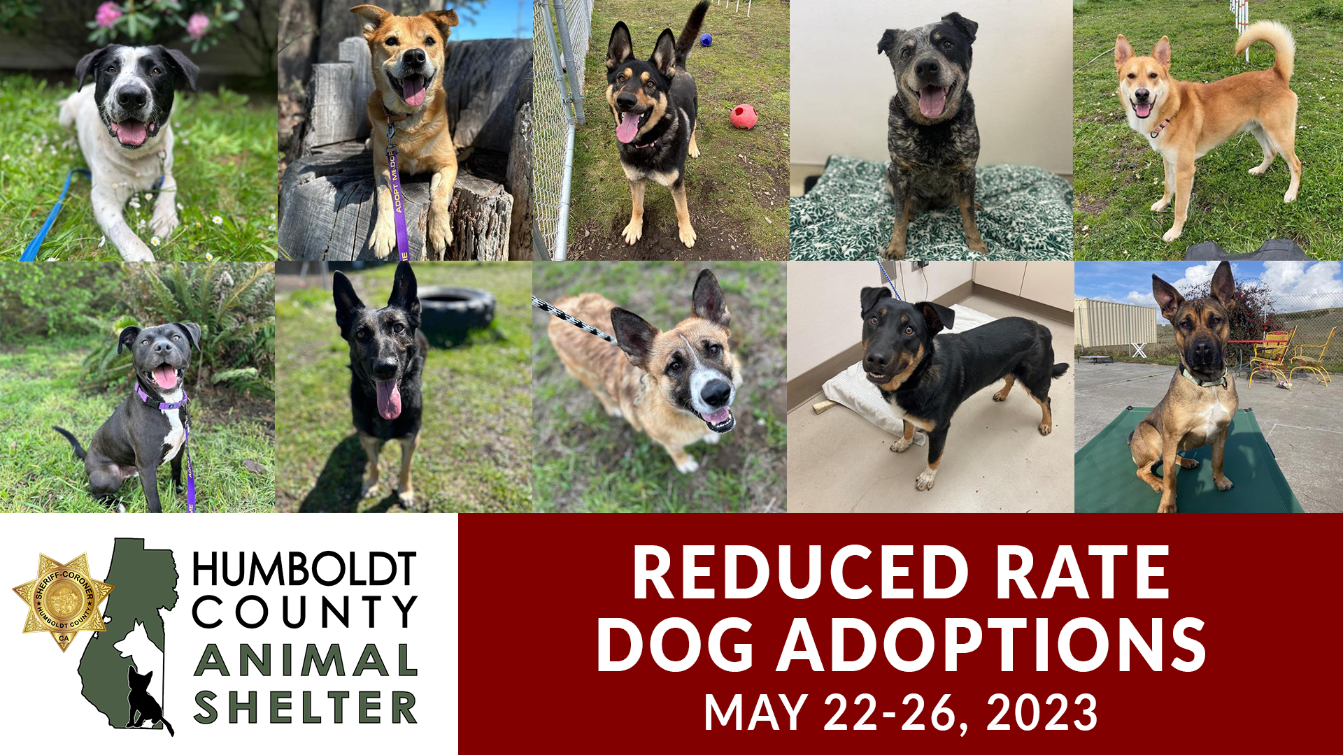 reduced rate dog adoptions May 22-26, 2023