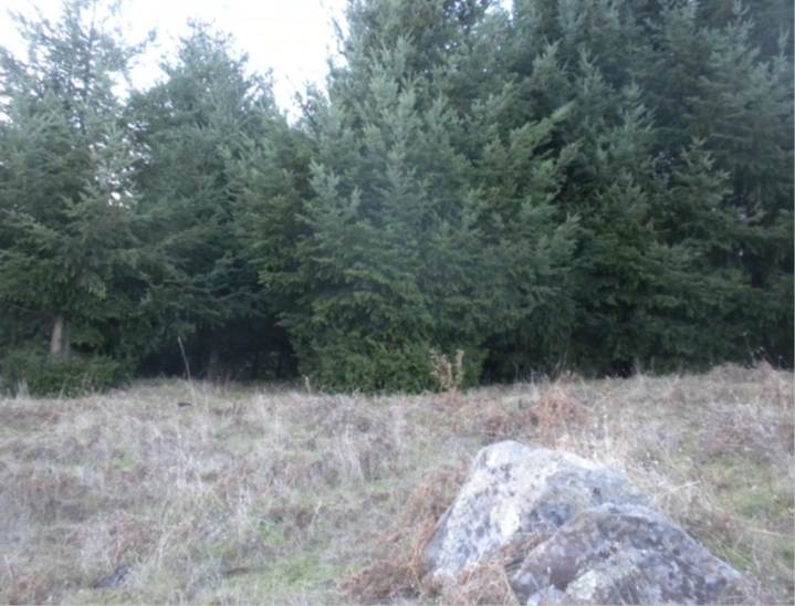 Dense and young trees