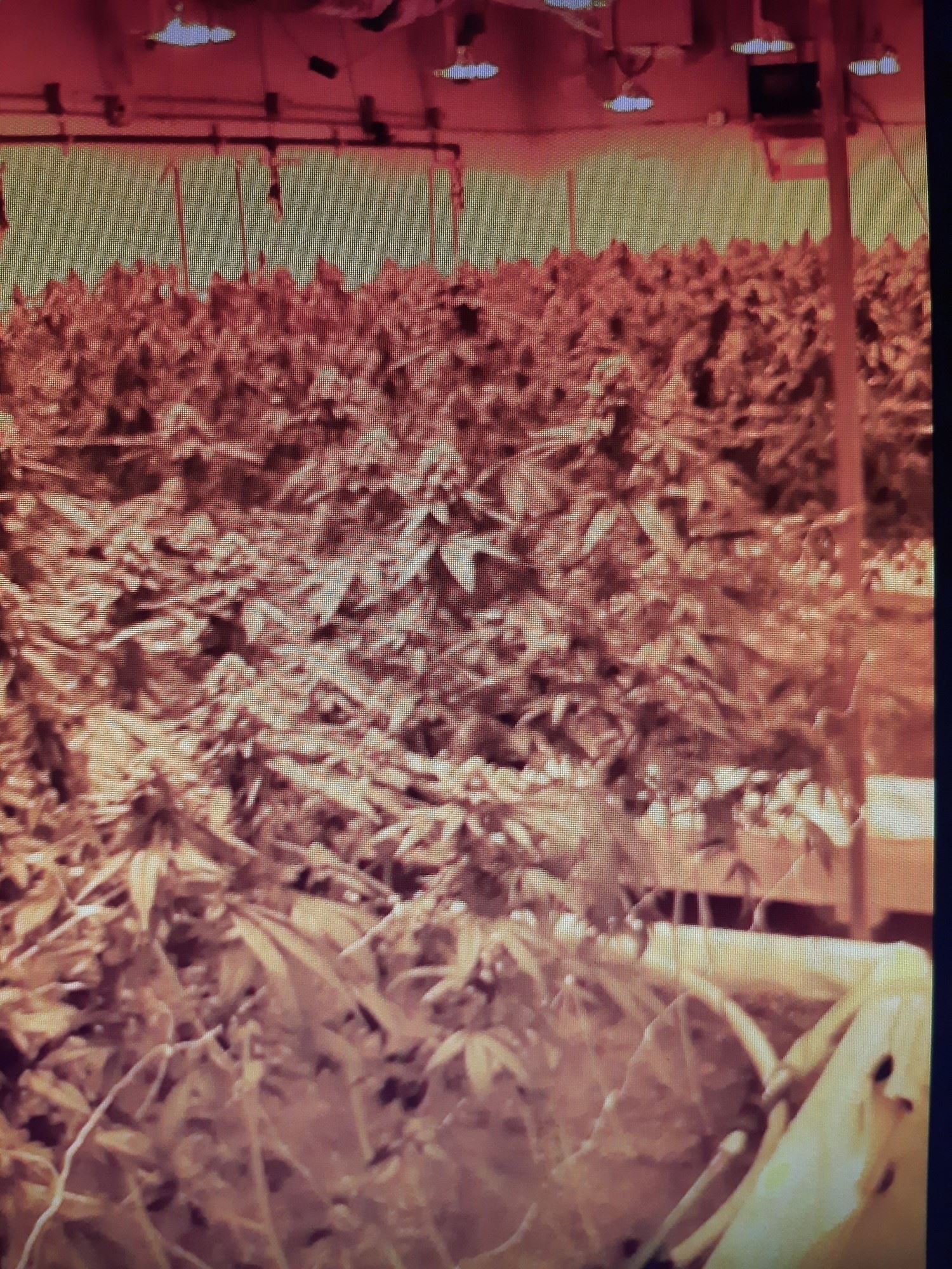 Indoor cannabis cultivation operation