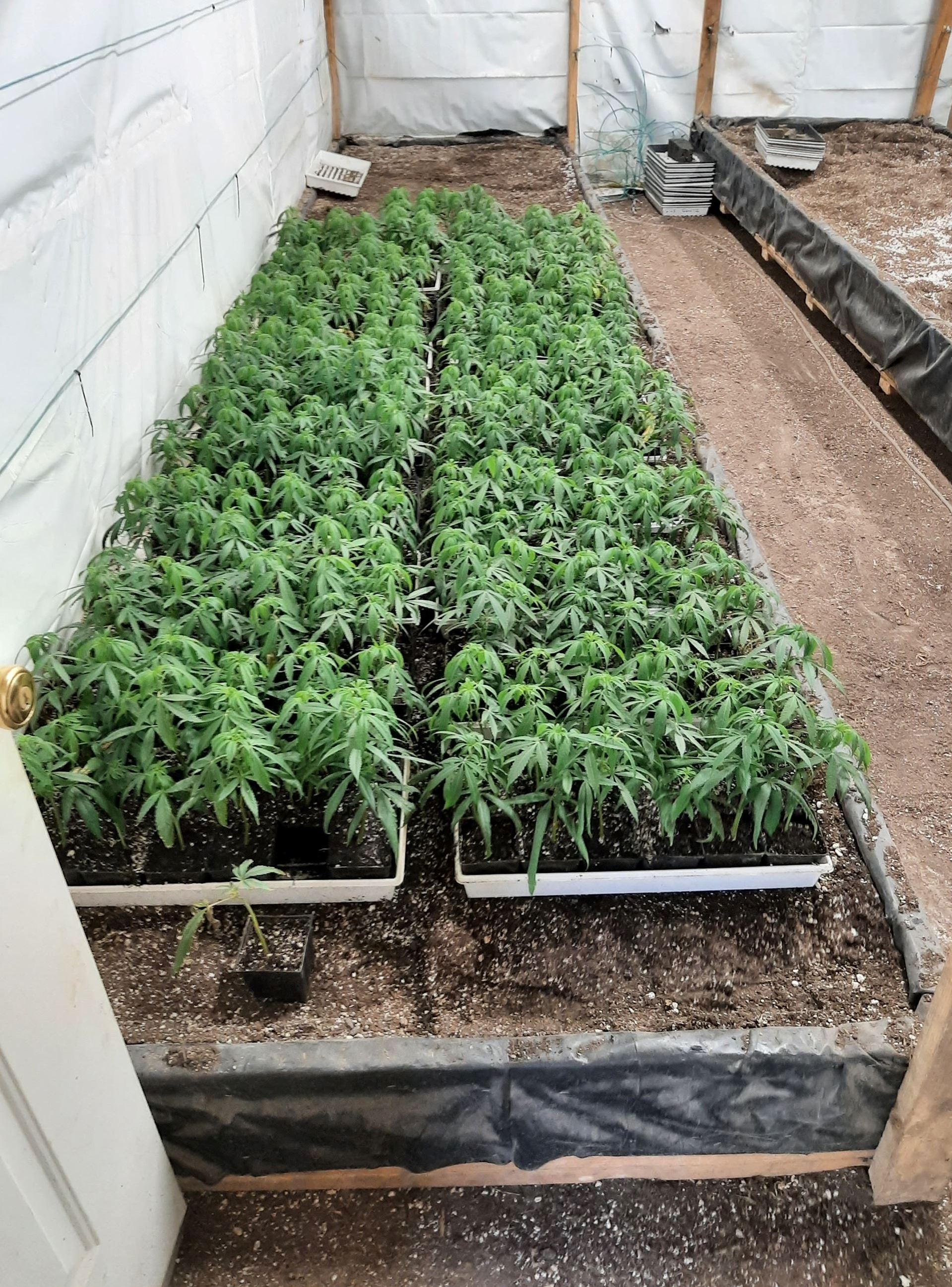 Indoor cannabis cultivation operation