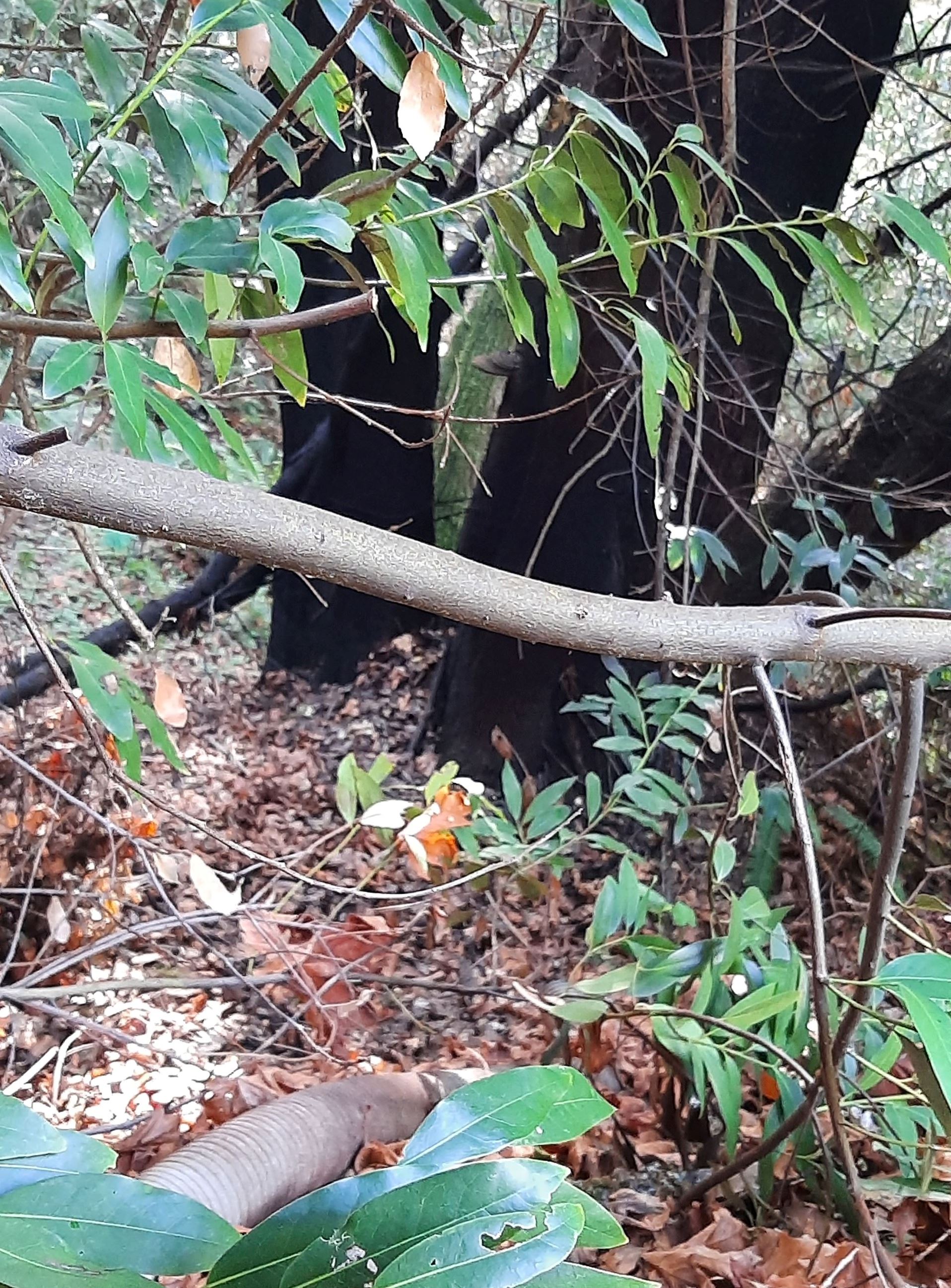 Burned tree from illegal cultivation activities