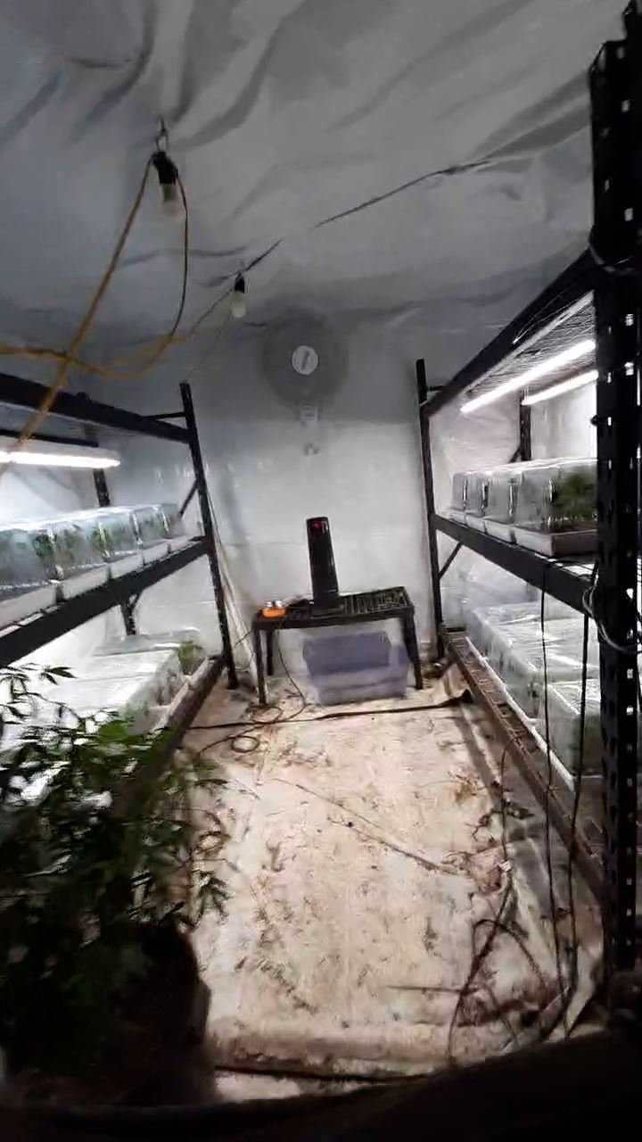 Indoor cannabis cultivation Myers Flat