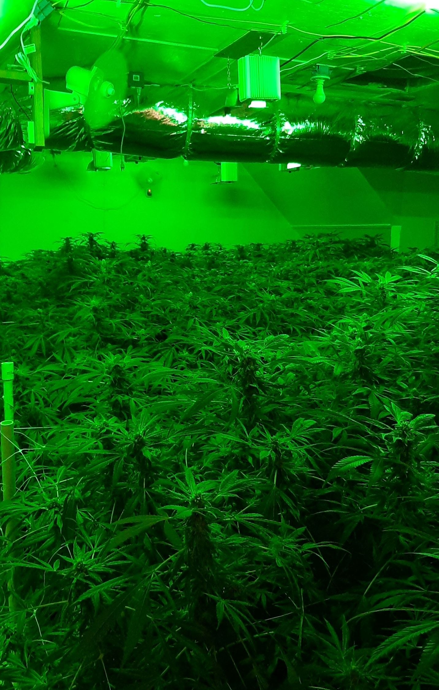 Indoor cannabis cultivation