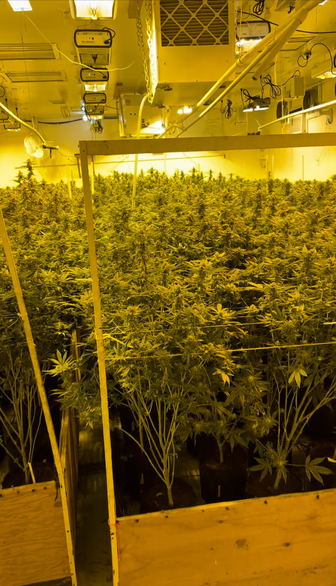 Indoor cannabis cultivation operation