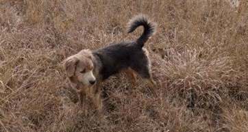 Michael Martin's Dog