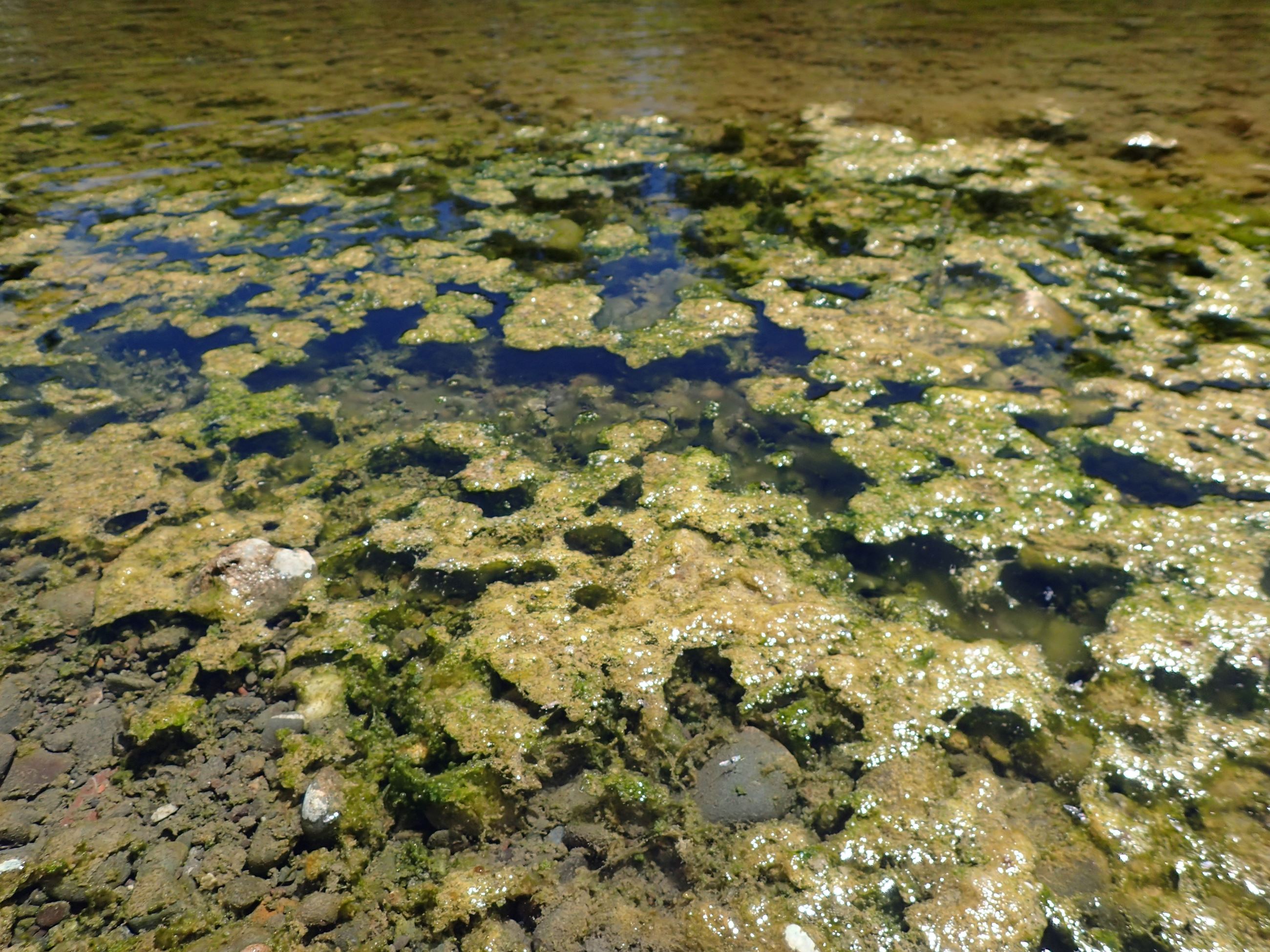 Photo of Anabaena toxin-producing cyanobacteria