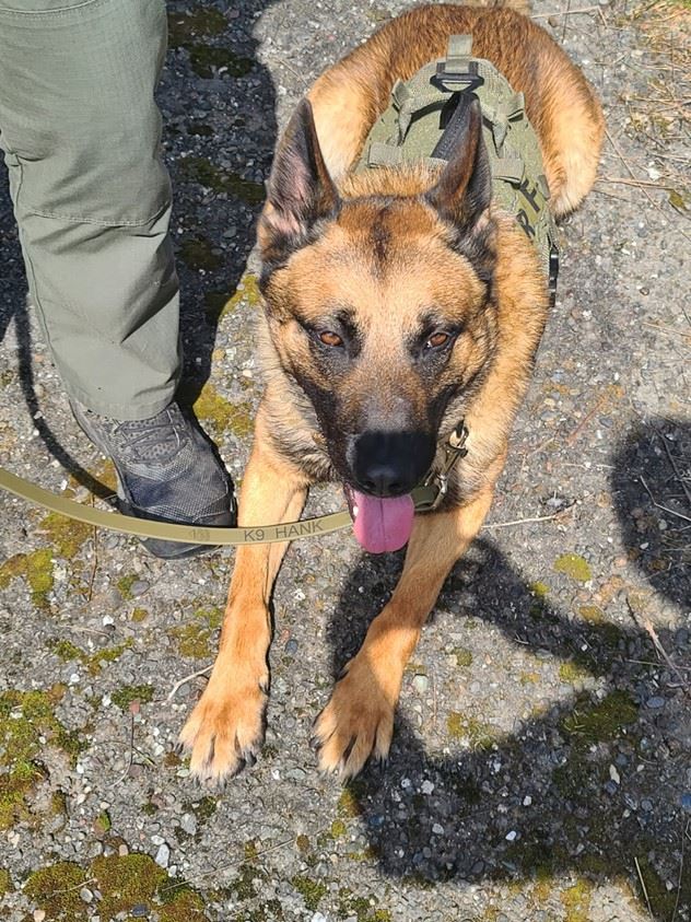 202501786 K9 Hank