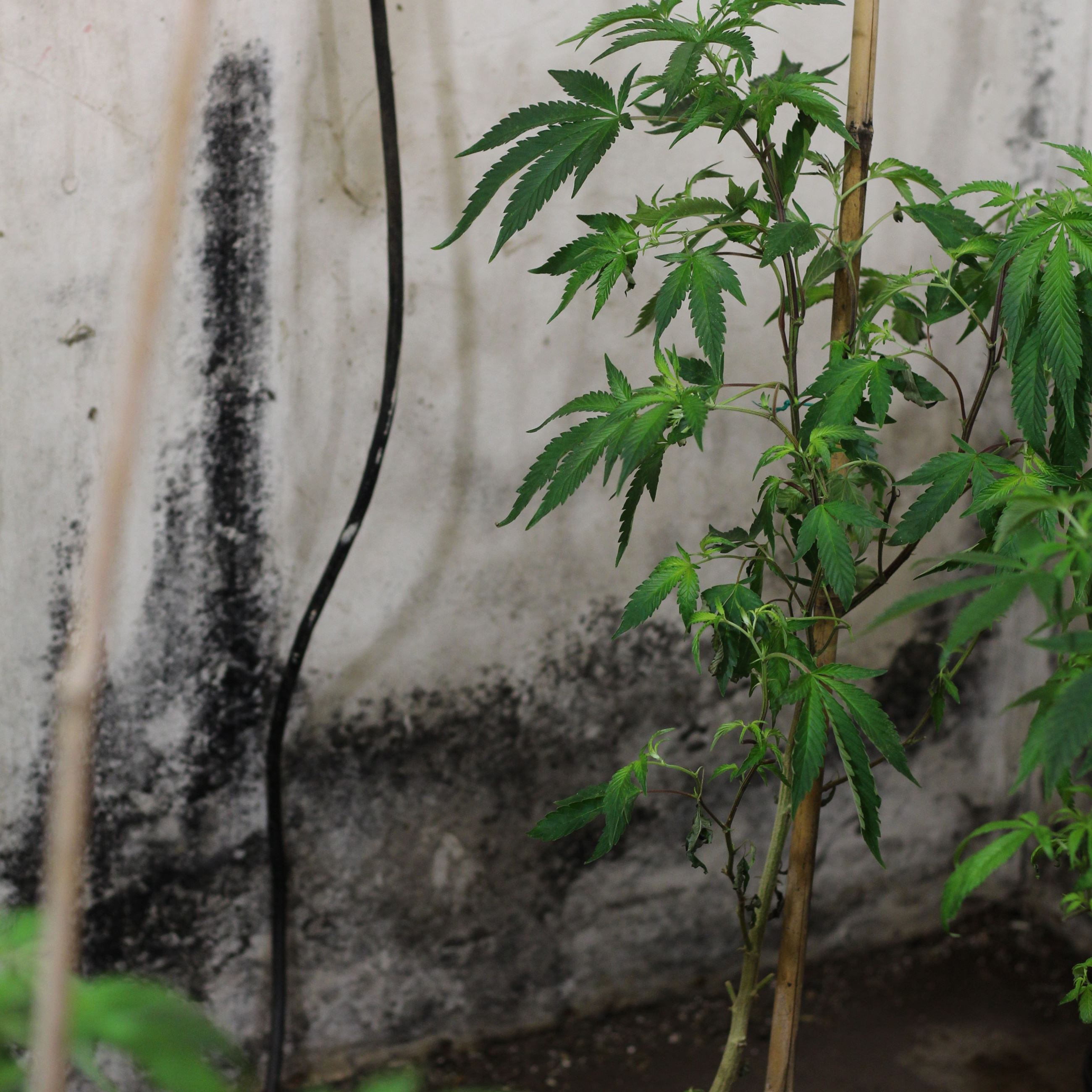 Black mold and marijuana