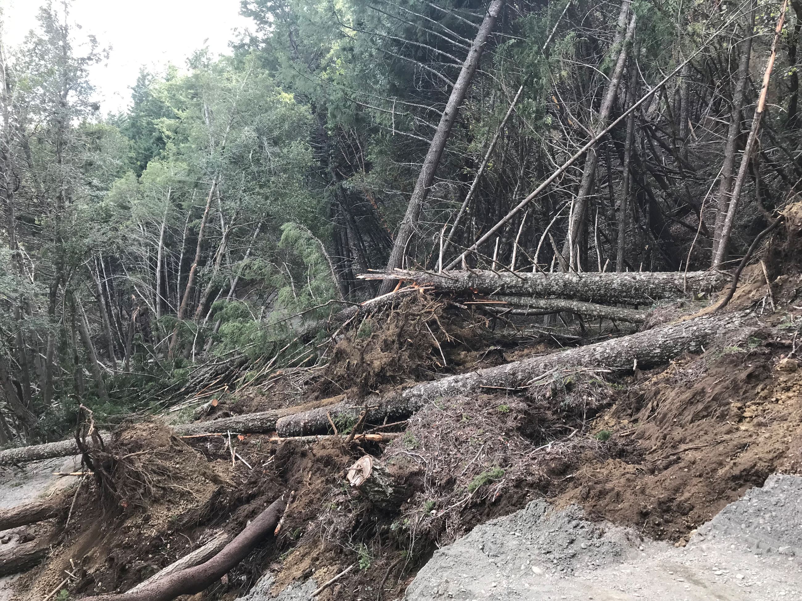 Tree debris covering Panther Gap Road