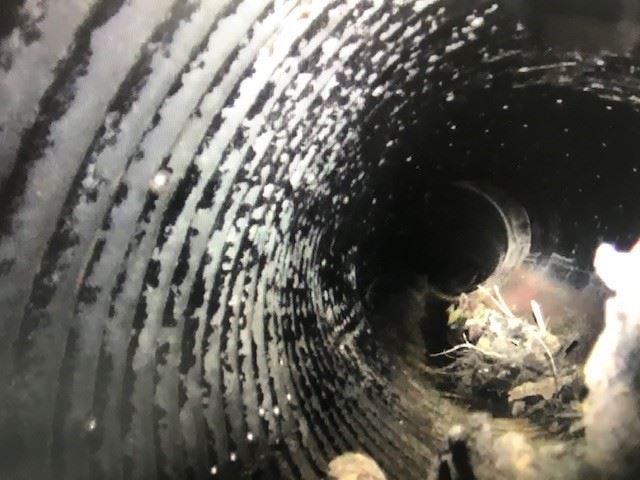 Briceland Thorne  from Video3 11_08_19