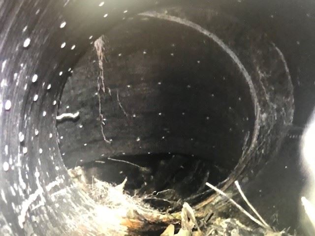 Briceland Thorne  from Video1 11_08_19