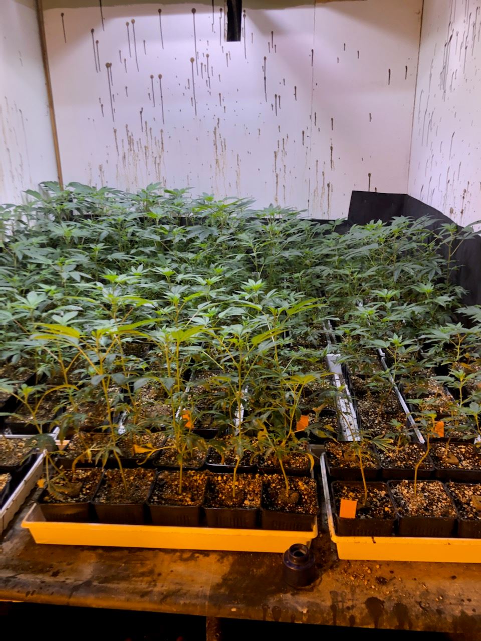 Growing marijuana plants