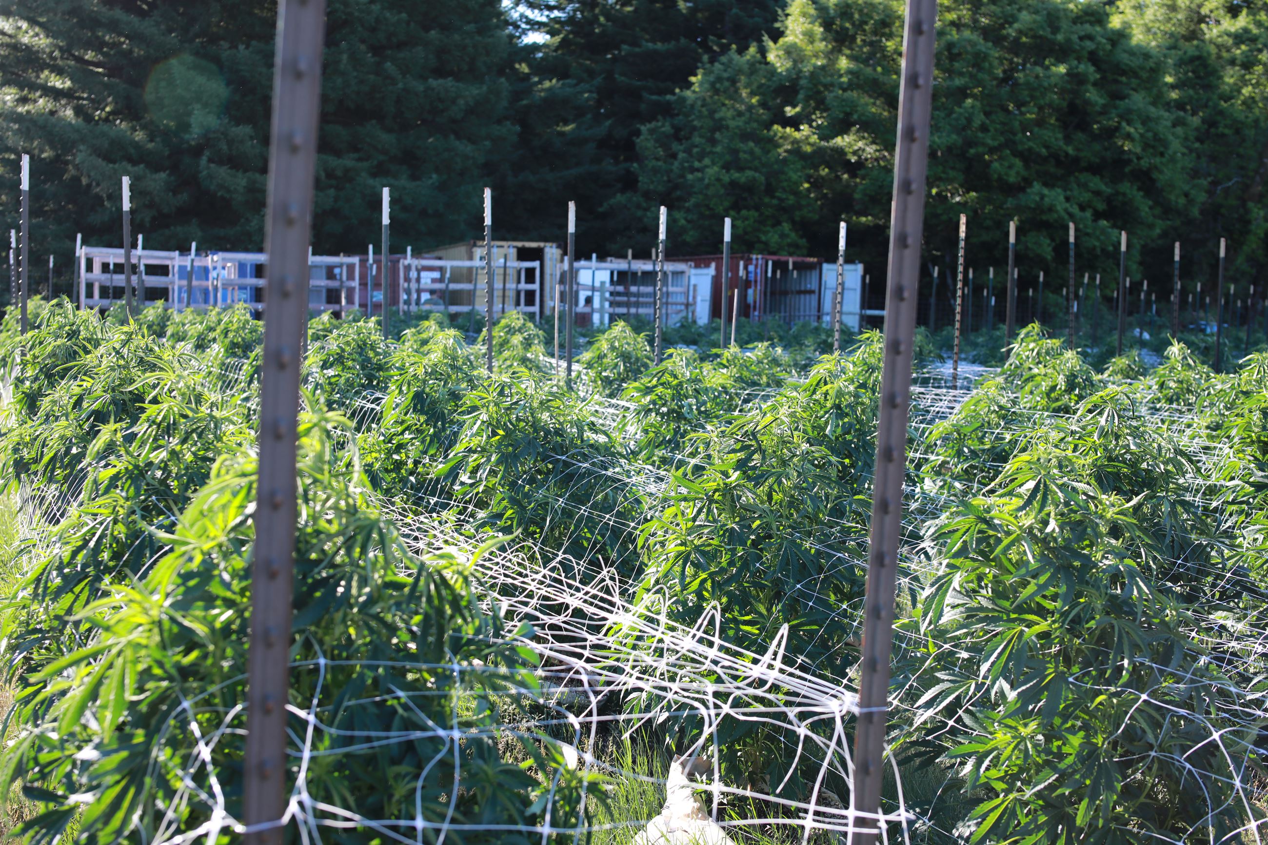 Cannabis plants with shipping containers in the background