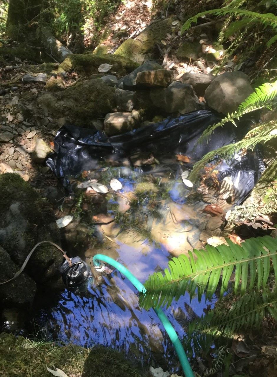 Dammed up creek with 100% of water being pumped out for Illegal cultivation