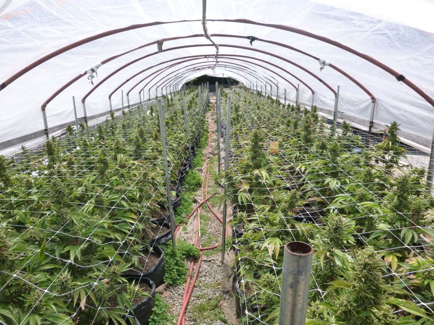 Green House with flowering cannabis